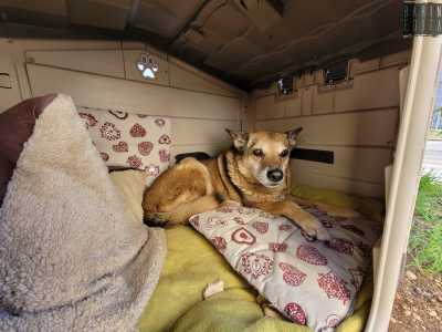 La casetta � piena di morbidi cuscini sotto i quali il cane nasconde pezzi di biscotti che gli vengono offerti dai tanti che passano da l� per salutarlo